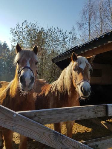 Bed & Breakfast Bij Saar