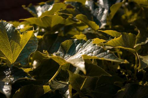 Hostal Gr�ti Wellness �s Gy�gypanzi�