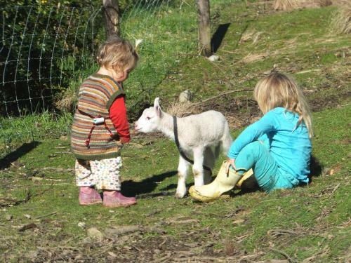 Bed & Breakfast Little Paradise & Petting Farm