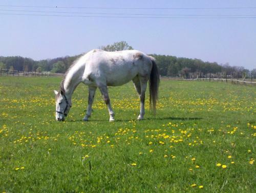 Hostal Szerval Horse Riding Holidays