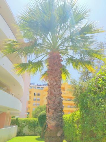 Apartamento Sweet Home - Vila Rocha