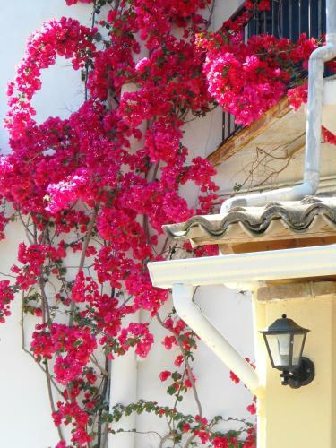 Apartamento Anemona Studios