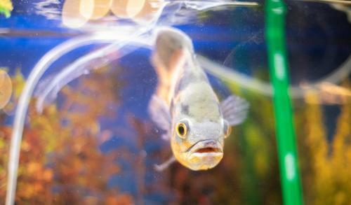 Holiday Park Russkaya Rybalka