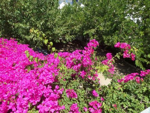 Apartamento Skyros Junior Studios