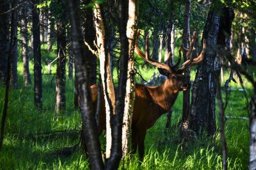 Legacy Mountain Lodge 40-acre Ranch With Views!