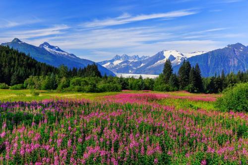 Pink Salmon - Kenai Kuik Cabins - Riverfront Dock Cabin