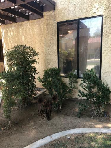 Desert Oasis
