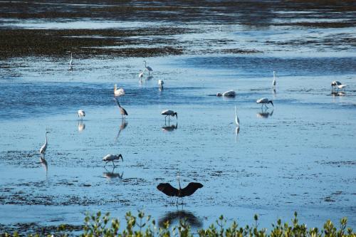 Perico Bay View