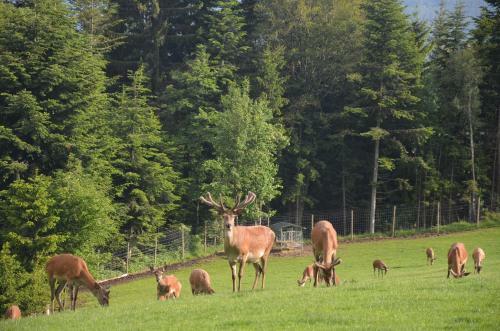 Posada Wildwiesenhof