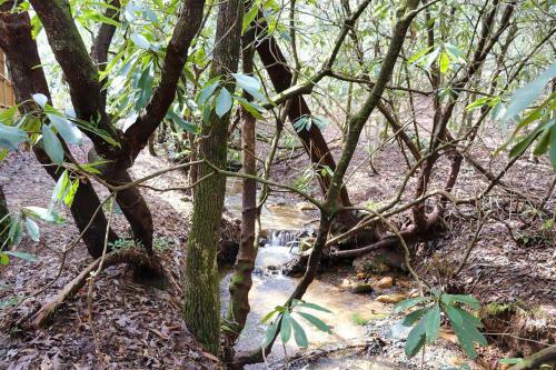 Secluded Lavinder Laurel Leaf Cottage Near Creek