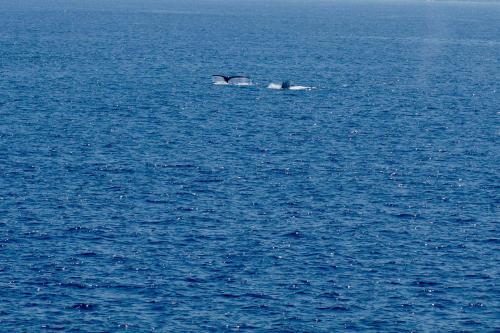 Big Island Oceanfront Home - Great Whale Watching!