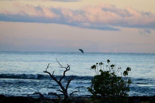 Idyllic 1br Oceanfront Cottage