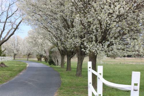 Brooklyn Meadows
