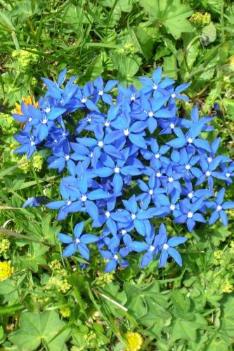 Apartamento Ferienwohnungen Schartner