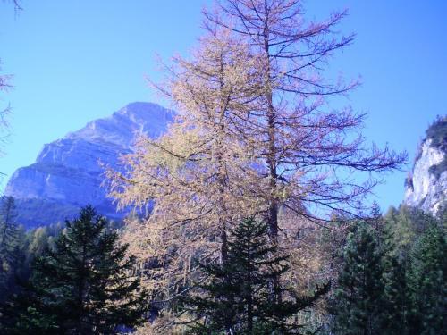 Apartamento Appartements Schneezauber