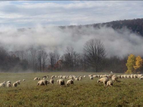 Tentrr - Calico Ridge, Sap Bush Hollow