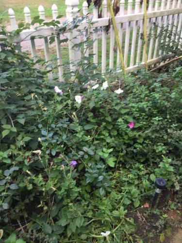 Bed & Breakfast 1873 Victorian Rose