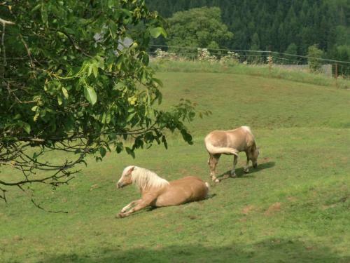 Apartamento Ferienwohnungen Jodlbauerhof