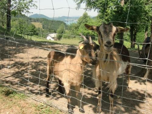 Apartamento Ferienwohnungen Jodlbauerhof