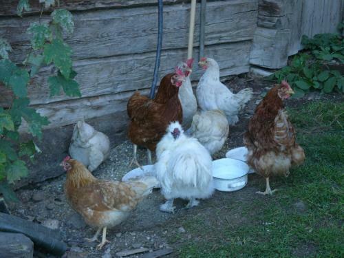 Agroturismo Bauernhof Bachrain
