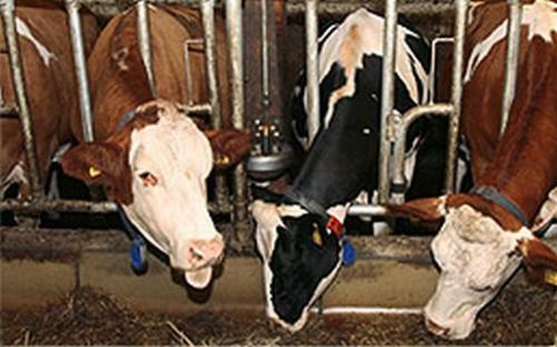 Apartamento Landhaus L�scher