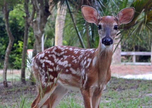 613 Dolphin Annex - Five Bedroom House