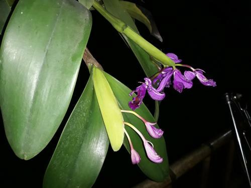 Agroturismo An Phu's Garden House