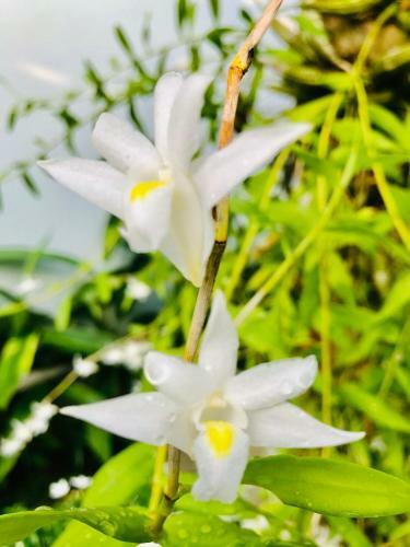 Hotel Sunlight Bungalow