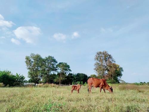Cu Chi Boutique Farmstay