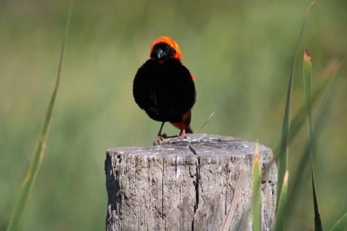 Apartamento Red Bishop - Birds, Beach & Beauty