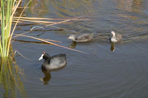 Apartamento Red Bishop - Birds, Beach & Beauty