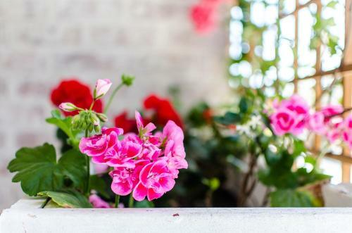 Apartamento Red Bishop - Birds, Beach & Beauty