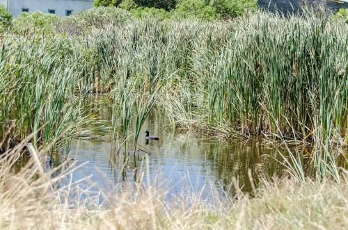 Apartamento Red Bishop - Birds, Beach & Beauty