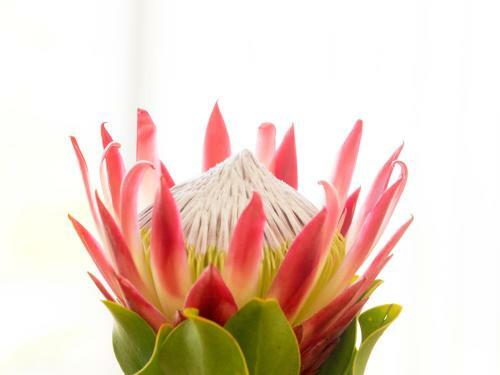 Knysna Holiday Home - Amazing Lagoon Views