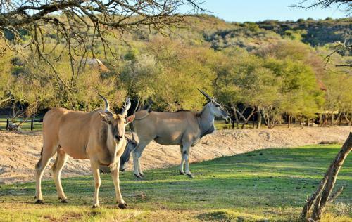 Hotel Garden Route Safari Camp