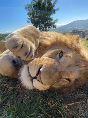 Hostal Pumbaa Wildlife Park & Accommodation
