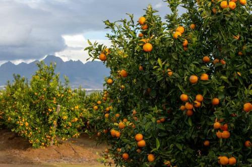 Fransmanscottage - Farm Lifestyle Accommodation