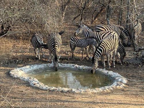 Lodge The Den At Kruger 3479