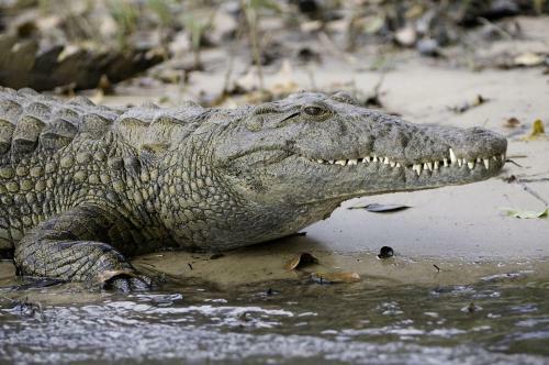 Lodge Wilderness Safaris Toka Leya