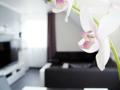 Apartamento La Domus Premium Lotte Osnabr�ck