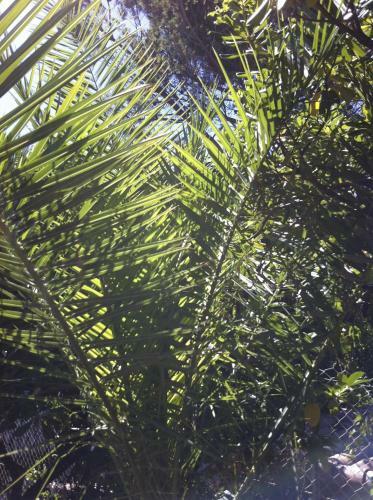 Bed & Breakfast Villa Tricia Cannes