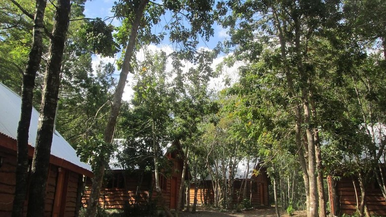 Bosque De Pucon