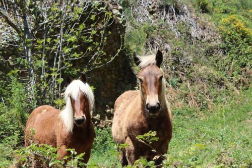 Apartamento Trascorrales Senda Del Oso