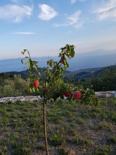 Pelion Villa Alkistis Myth And Magic