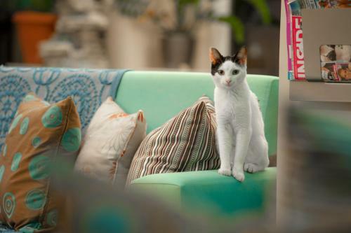 Aparthotel Hotel Estia