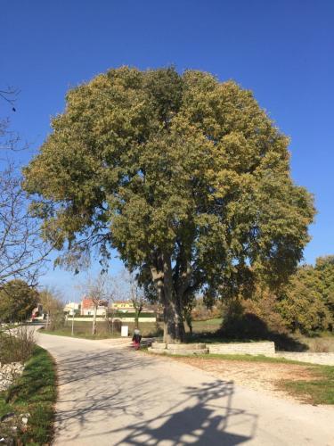 Istria Camp - Istria Holiday For 2