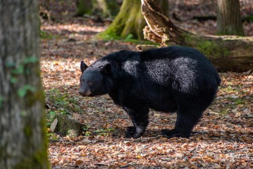 Hogwartz Of The Smokies Cabin