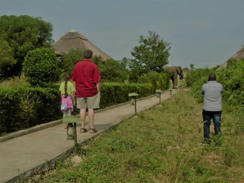 Hotel Buffalo Safari Lodge