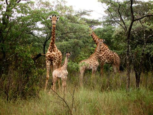 Lodge Shakati Private Game Reserve