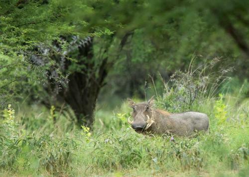 Lodge Shakati Private Game Reserve